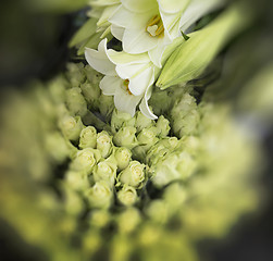 Image showing White Lilies and Roses