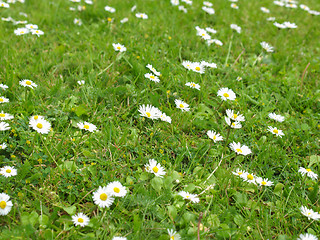 Image showing Daisy flower