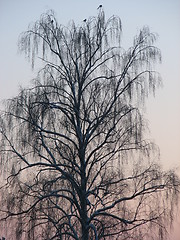 Image showing Silouette tree