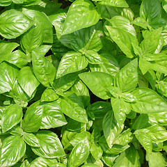 Image showing Basil