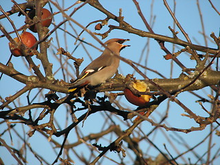 Image showing Winter bird