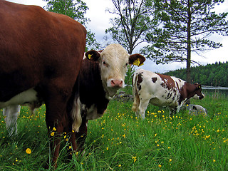 Image showing Cows on a field by a lake