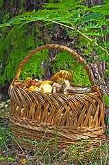 Image showing Mushrooms in a basket