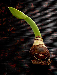 Image showing amaryllis bulb and sprout 2