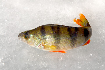 Image showing Winter fishing.