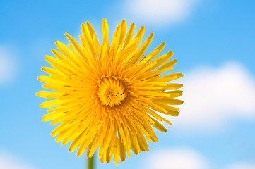 Image showing Dandelion Flower