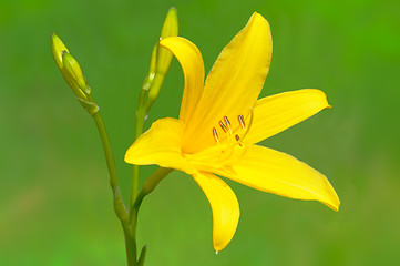 Image showing Yellow lily flower in bud.