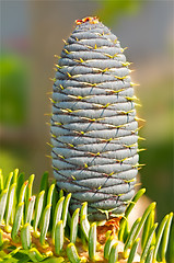 Image showing Young fir-cone