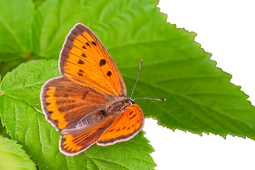 Image showing Butterfly sitting on a green leaf close-up