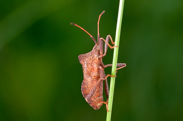 Image showing Brown beetle on a green stem.