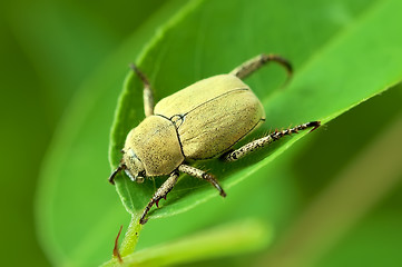 Image showing Yellow beetle on a green leaf.