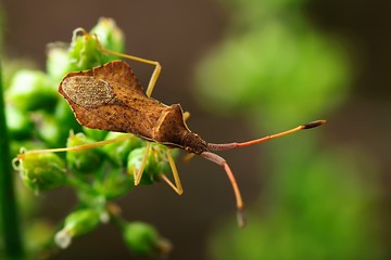 Image showing Brown beetle on a green stem.