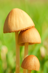 Image showing Mushrooms on a blurred background