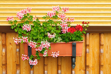 Image showing Flowers in a flowerpot.