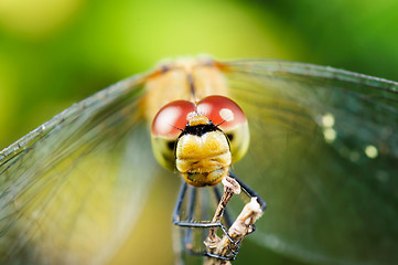 Image showing Dragonfly.