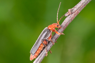 Image showing Red-black beetle