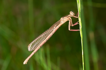 Image showing Dragonfly on a stem of grass.