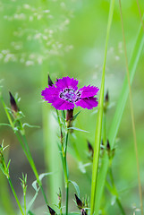 Image showing Carnation Amur (Caryophyllaceae)