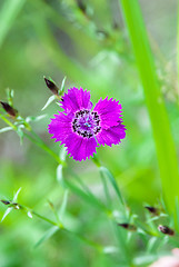 Image showing Carnation Amur 