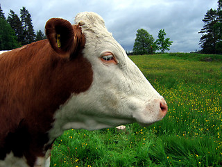 Image showing Close up side portrait of a cow.