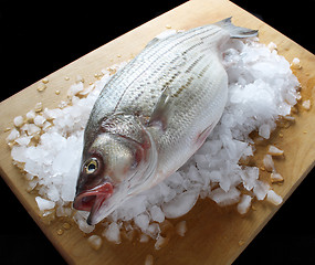 Image showing striped bass 2