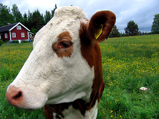 Image showing A cow portrait