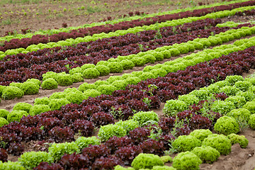 Image showing fresh green and red lettuce salad field summer