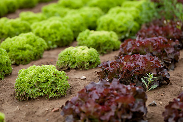 Image showing fresh green and red lettuce salad field summer