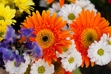 Image showing beautiful colorful collection of flowers spring summer celebration