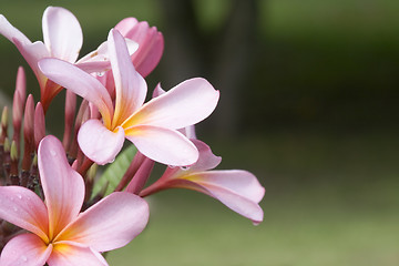 Image showing Frangipani flowers

