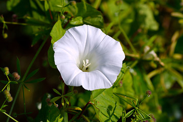 Image showing White lily