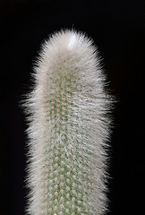 Image showing Succulent cactus