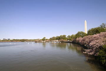 Image showing Cherry Blossoms with the Washington Monument 