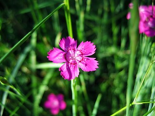 Image showing A bright pink flower