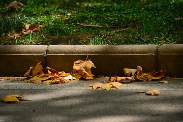 Image showing Leaves in city street