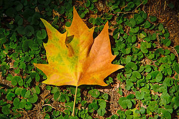Image showing Orange maple leaf