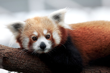 Image showing Red Panda