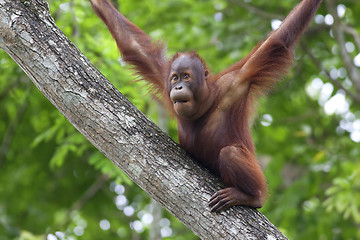 Image showing Borneo Orangutan