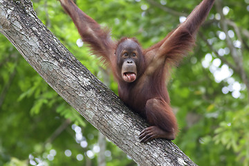 Image showing Borneo Orangutan