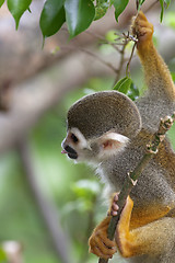 Image showing Squirrel Monkey