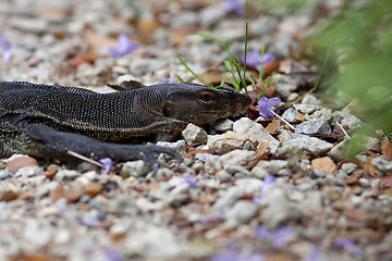 Image showing Lizard Portrait