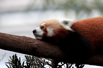 Image showing Red Panda