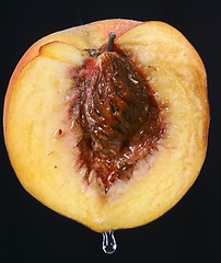 Image showing Peach