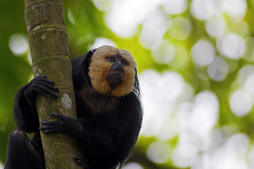 Image showing White-faced Saki Monkey