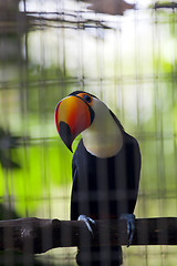Image showing Toucan in Zoo