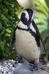 Image showing African Penguin