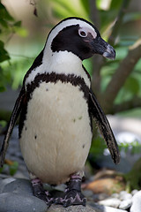 Image showing African Penguin