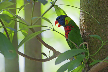 Image showing Wild Parrot