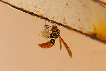 Image showing Jack Spaniard wasp building a small nest