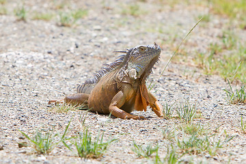 Image showing Iguana (Iguana iguana)